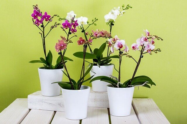 orchids-595242_640